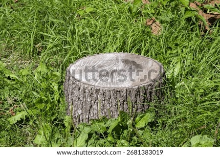 A tree stump in the grass
