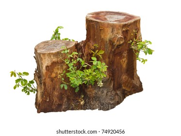 Tree Stump And Green Leaf Isolated On White