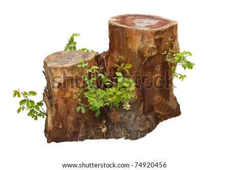 Tree stump and green leaf isolated on white