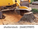 Tree stump grinding machine operates outdoors, creating cloud of sawdust while removing tree stump