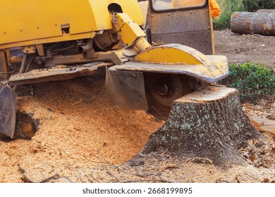 Tree stump grinding machine operates outdoors, creating cloud of sawdust while removing tree stump - Powered by Shutterstock - Get 15% off with code: PIKWIZARD15