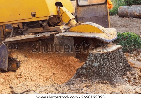 Tree stump grinding machine operates outdoors, creating cloud of sawdust while removing tree stump