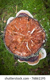 Tree Stump With Growth Rings From Above With Mushrooms