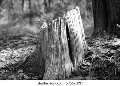 Tree Stump  Isolated 