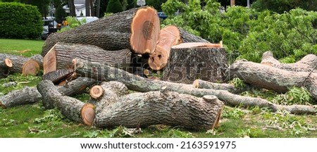 Tree stump and large portions of stump in a pile on a lawn after a tree removal company cut it down.