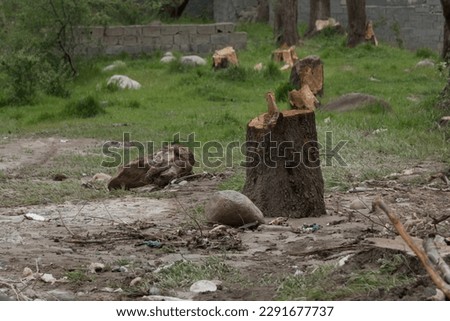 tree stump. line of cut off trees in forest. stumps of trees in forest. deforestation. Trees being cut down. deforestation landscape view of cut down trees. illegal tree cut down
