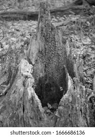 A Tree Stump (looks Like An Old James Bond Villain's Base)