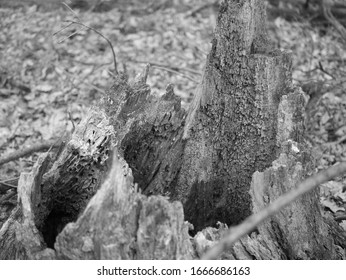 A Tree Stump (looks Like An Old James Bond Villain's Base)