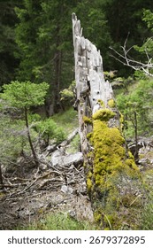 A tree stump in the middle of a forest