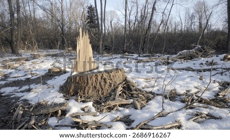 Tree Stump in Middle of Winter