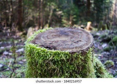 Tree Stump with Moss Macro 
