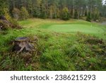 Tree stump next to the golf course green in Hollola, Finland.
