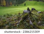 Tree stump next to the golf course in Hollola, Finland.
