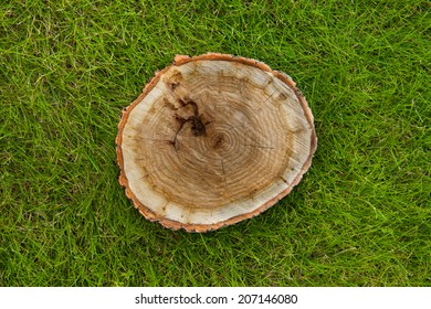 Tree Stump On The Green Grass, Top View