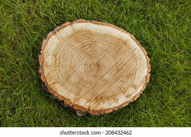 Tree Stump On The Green Grass, Top View