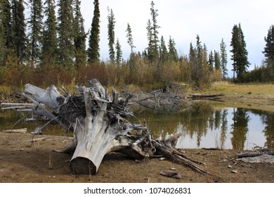 Tree Stump On Tanana River