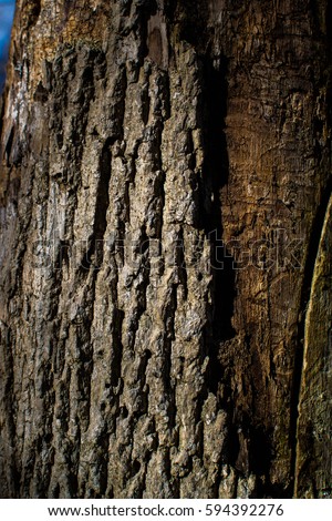 Tree stump with only some bark left