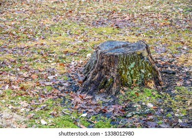 Tree Stump in a Park