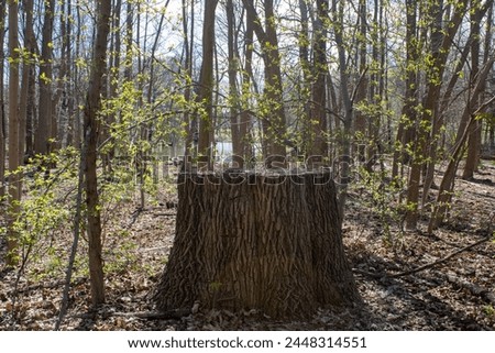 tree stump. in the park 
apr 8 nyc usa 2024
