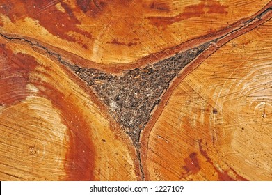 Tree Stump Patterns Stock Photo 1227109 | Shutterstock