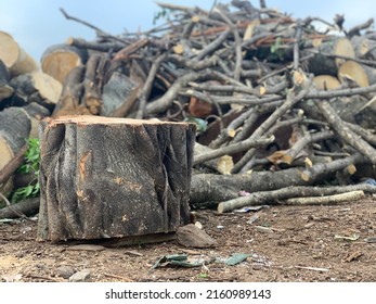 Tree stump with pile of felled tree trunks