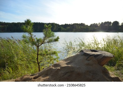 Tree Stump And Pine Sapling