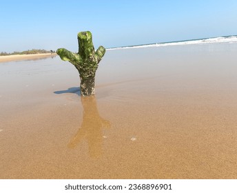 A tree stump in the sand