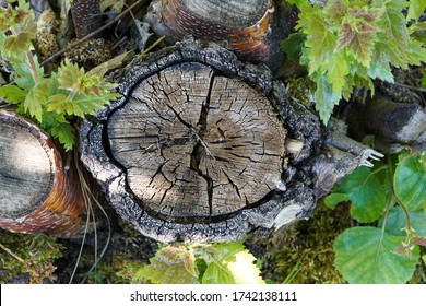 A Tree Stump Seen From Above In A Forest