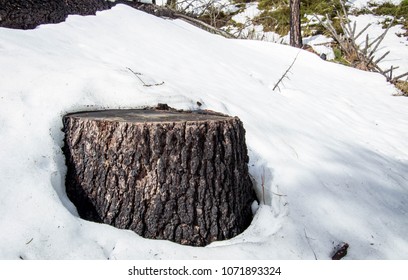 Tree stump in the snow - Powered by Shutterstock