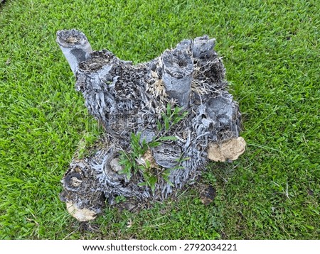 tree stump, stub, stump, cut the tree down