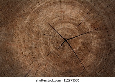 Tree Stump Texture Background