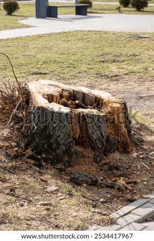 Similar – city tree Tree trunk