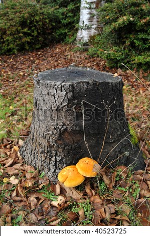 tree stump with two mushrooms at the base