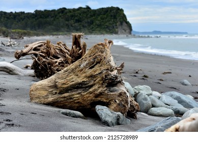 Tree Stump Washed Up On Beach, West Coast NZ