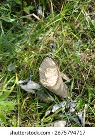 tree stump which has beeb chewed by a beaver