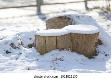 Tree Stump In Winter And Snow