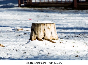 Tree Stump In Winter And Snow