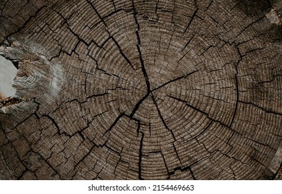 Tree Stump Wood Texture Background. Section Surface With Annual Rings. Close Up High Quality.