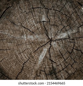 Tree Stump Wood Texture Background. Section Surface With Annual Rings. Close Up High Quality.