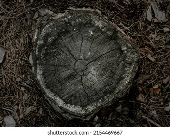 Tree Stump Wood Texture Background. Section Surface With Annual Rings. Close Up High Quality.