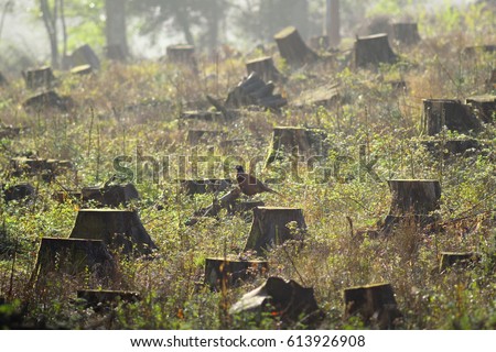 Tree stumps in a clear-cut forest field with wild pheasant in East Devon, England