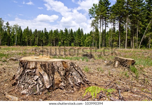 Фото срубленного леса