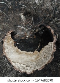 Tree Stumps And Trees Burned By Forest Fires.  Forest Fire Aftermath With Burnt Trees. Field With Ashes After A Wildfire. Burned Stump Closeup. Top View.