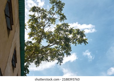 tree in summer sky background 