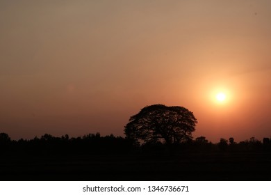 tree and sun