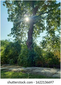 A tree with sun background