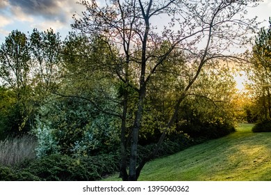 Tree with Sun Setting Behind