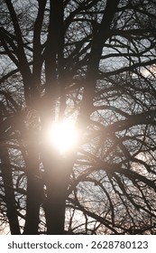 Tree with a sun shining through it