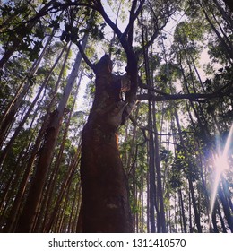 Tree With Sunlight
