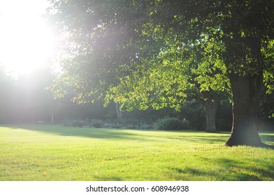 Tree and sunlight